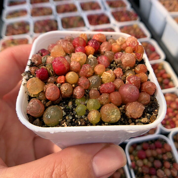 楽天市場】期間限定値下げ 農園直売 多肉植物 コノフィツム属 カラフル 
