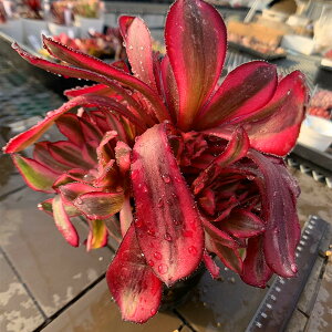 _ A 񂹐A AGIjE@iQjc@ϗtA CeA VERVE