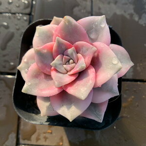 _ A 񂹐A p[vfBCg֋сiPj@c ϗtA CeA@VERVE