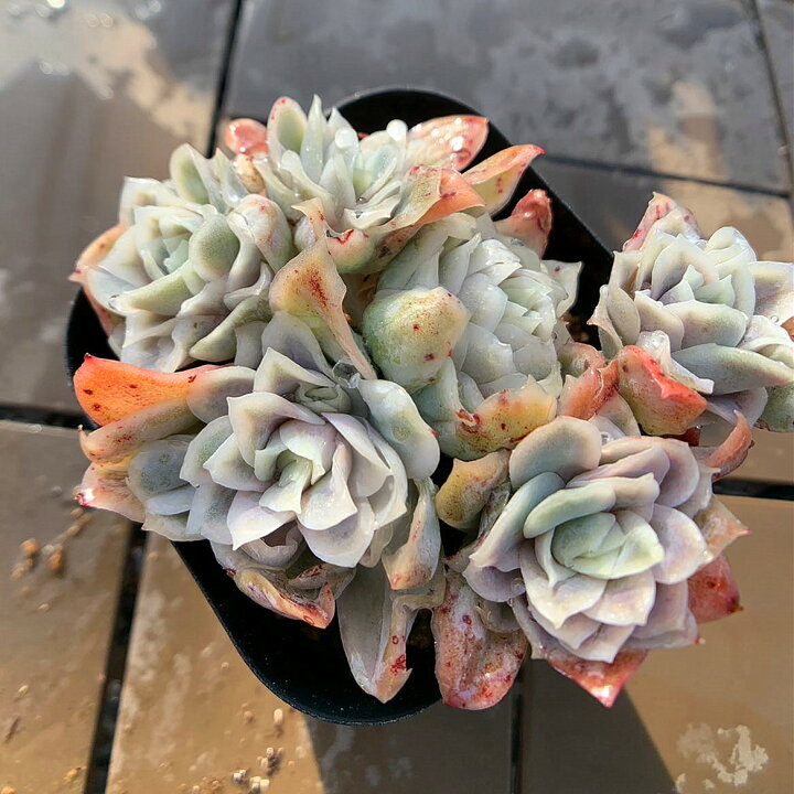 楽天市場】農園直売 多肉植物 寄せ植え エケベリア属 Echeveria “Rose 