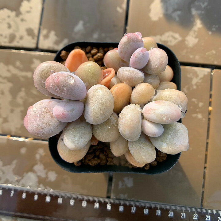 楽天市場】農園直売 多肉植物 寄せ植え 膵臓のたまご（3-4頭  