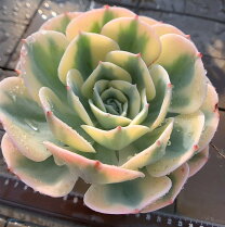 楽天市場】多肉 植物 ルノー ディーンの通販