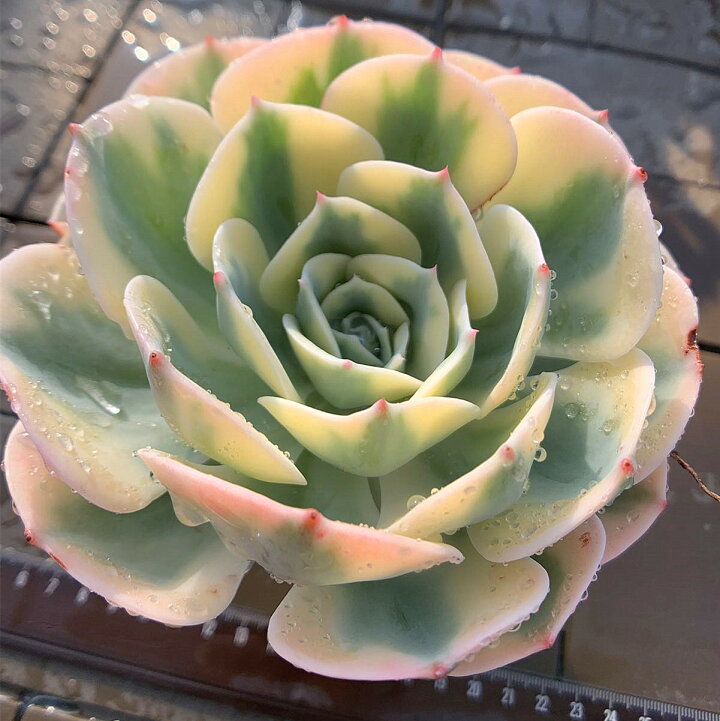 楽天市場】農園直売 多肉植物 寄せ植え エケベリア属 ルノーディーン 