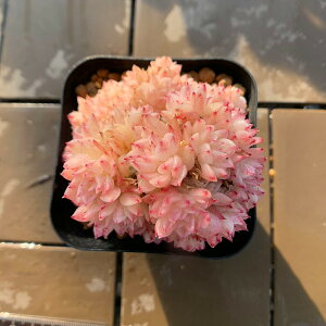 _ A 񂹐A GPxA uiQjc ϗtA CeA@VERVE