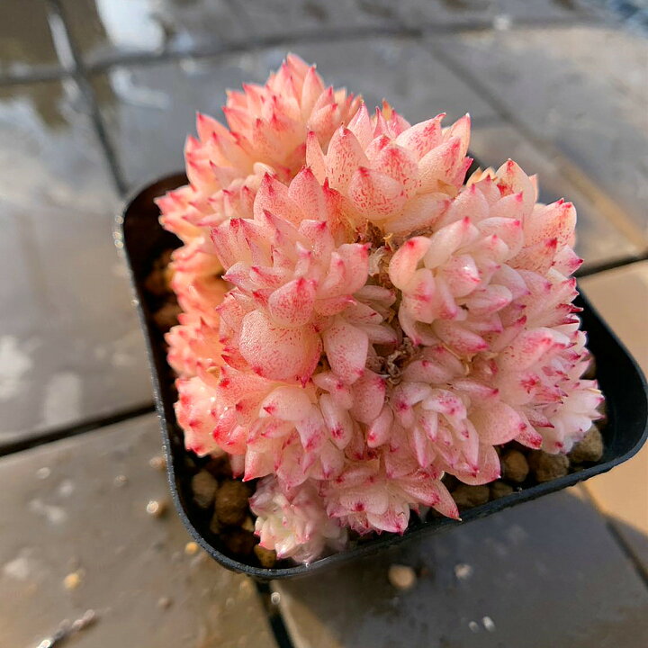 楽天市場】農園直売 多肉植物 寄せ植え エケベリア属 夜蛍（群）美苗 