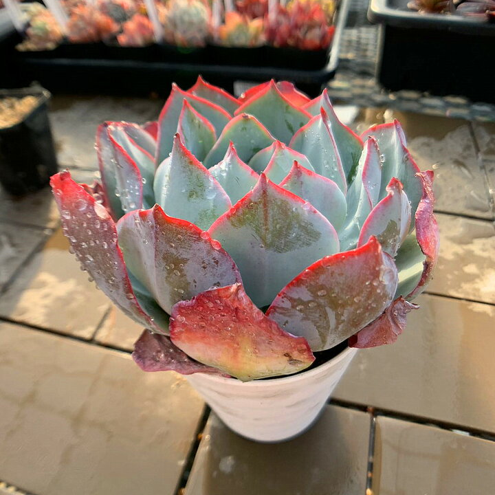 楽天市場】農園直売 多肉植物 寄せ植え エケベリア属 ブルーライト（単 