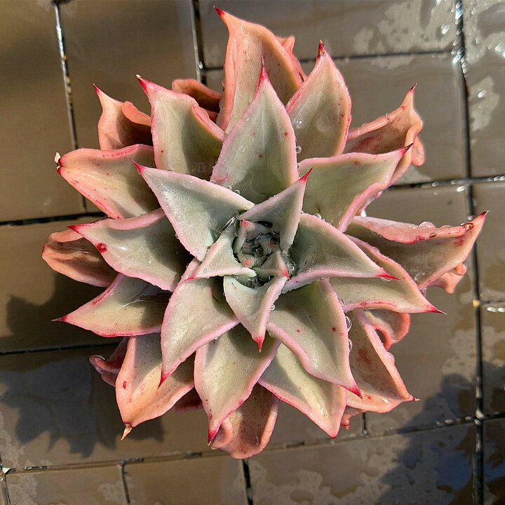 楽天市場】農園直売 多肉植物 寄せ植え エケベリア属 マディバ （特大  