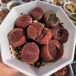 _ A RmtBc g[vXiԁj 6-8Zbg@@Z@ϗtA@CeA@VERVE