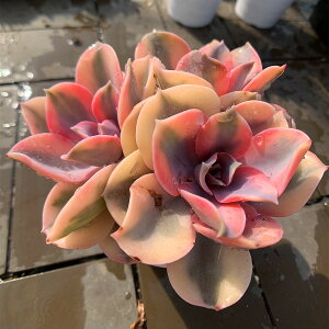 _ A 񂹐A GPxA EFXgC{[iQj ϗtA CeA@VERVE