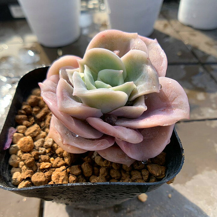 楽天市場】農園直売 多肉植物 寄せ植え エケベリア属 ラブリーローズ 