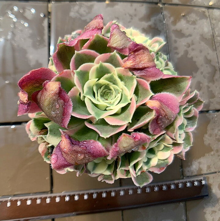 楽天市場】農園直売 多肉植物 寄せ植え アエオニウム属 白鳳錦 （群 