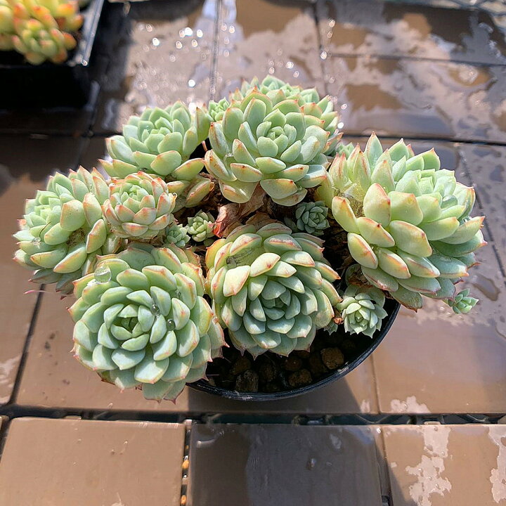 楽天市場】農園直売 多肉植物 寄せ植え エケベリア属 ´Vincent Catto  