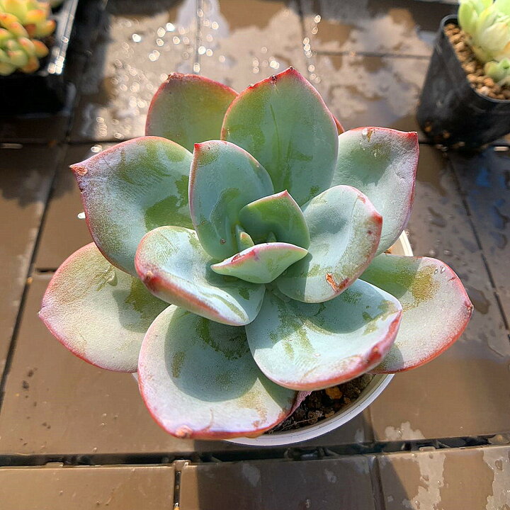 楽天市場】農園直売 多肉植物 寄せ植え エケベリア属 カリビアンブルー 