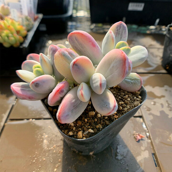 楽天市場】農園直売 多肉植物 寄せ植え エケベリア属 ダルマ福娘錦（群  