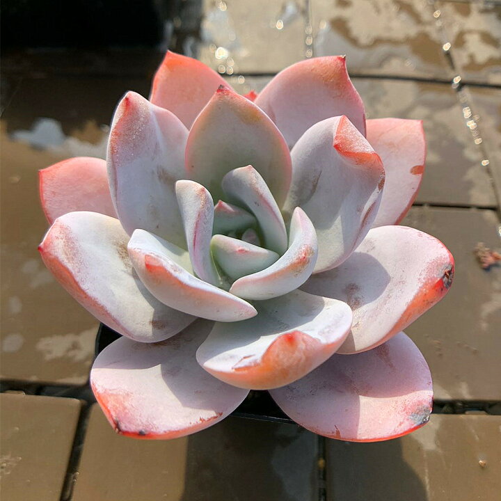 楽天市場】農園直売 多肉植物 寄せ植え エケベリア属 白蓮 Echeveria 