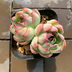 _ A 񂹐A GPxA@{{iQj ϗtA CeA VERVE