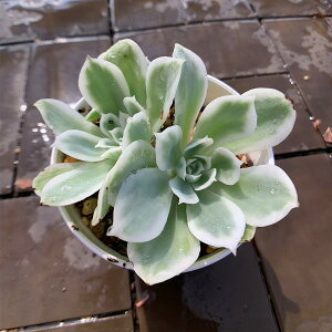 _ A 񂹐A GPxA@[YсiQj ϗtA CeA@verve