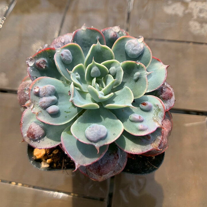 楽天市場】農園直売 多肉植物 観葉植物 エケベリア属 レインドロップ 