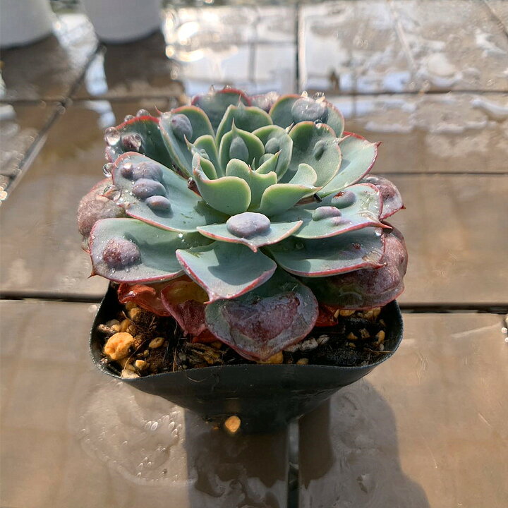 楽天市場】農園直売 多肉植物 観葉植物 エケベリア属 レインドロップ 