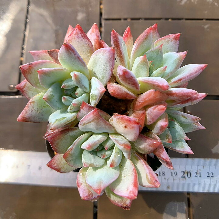楽天市場】農園直売 多肉植物 寄せ植え エケベリア属 ピンクブルー 