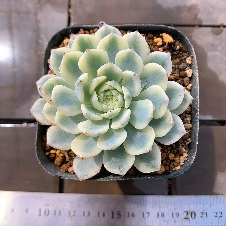 楽天市場】農園直売 多肉植物 寄せ植え エケベリア属 ミニマ錦（単 