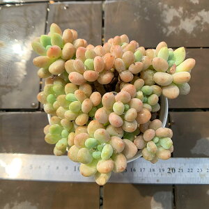 _ A 񂹐A GPxA RRiQj Echeveria 'Rococo' ϗtA CeA@VERVE