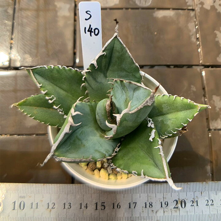 楽天市場】現物販売 アガベ S140 SAD 厳選 極上株 入手困難 発根済 