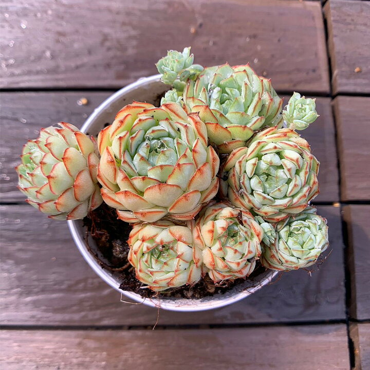 楽天市場】農園直売 多肉植物 寄せ植え エケベリア属 ´Vincent Catto  