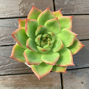 _ A 񂹐A GPxA zCghSiPj@ϗtA CeA@VERVE