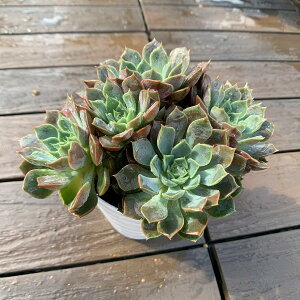 l@_ A 񂹐A GPxA iQj@ϗtA CeA@VERVE