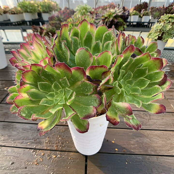 楽天市場】農園直売 多肉植物 寄せ植え アエオニウム属 天合（群）特 