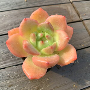 _ A 񂹐A GPxA I[hGbO@c@c ϗtA CeA@VERVE