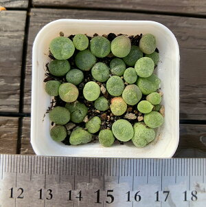 _ A RmtBc ʁ@20-25Zbg@@Z@ϗtA@CeA@VERVE