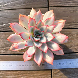 _ A 񂹐A GPxA@GX^[с@荢@c ϗtA CeA@Averve