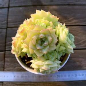 _ A 񂹐A GPxA@zCgXiQjEH[^[}[Nt c ϗtA CeA@VERVE