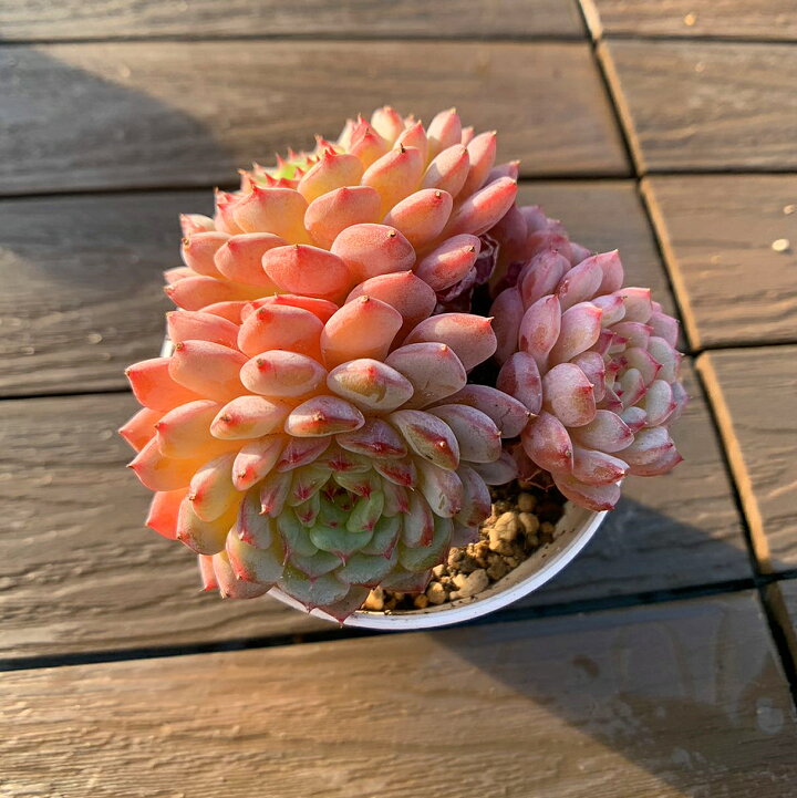 楽天市場】農園直売 多肉植物 寄せ植え エケベリア属 ホワイトハニー 