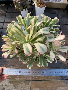 @AGIjE@JԐ΁@iQj R398@I ɏ㊔ VERVE