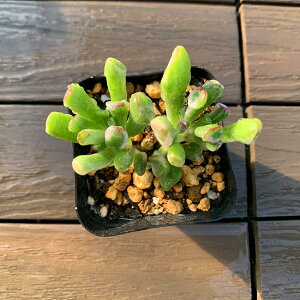 _ A 񂹐A S[сiQj ϗtA CeA@VERVE