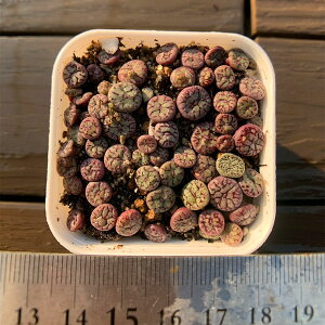 _ A RmtBc@IuRuf @30-40Zbg@@Z@ϗtA@CeA@VERVE