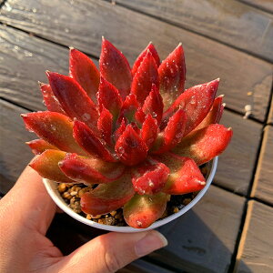 _ A 񂹐A GPxA tNClgiPj ϗtA CeA@VERVE