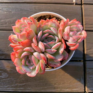 _ A 񂹐A GPxA Xgx[ACXiQjc lC c ϗtA CeA