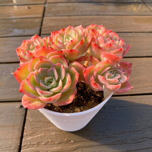 Ԍl@_ A 񂹐A GPxA@iQj@c@Vi@ ϗtA CeA@VERVE