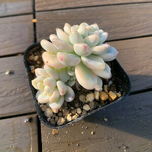 Ԍl@_ A 񂹐A GPxA@beBс@c@c ϗtA CeA@VERVE