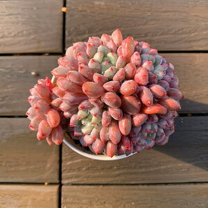 _ A 񂹐A GPxA ᓍiQjc ϗtA CeA@VERVE