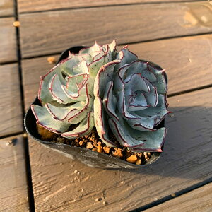 _ A 񂹐A GPxA XgN`t[ m@i2j ϗtA CeA@VERVE