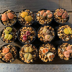 Ԍl@_ A RmtBc g[vXi1j@Z@vOc@ϗtA@CeA@VERVE