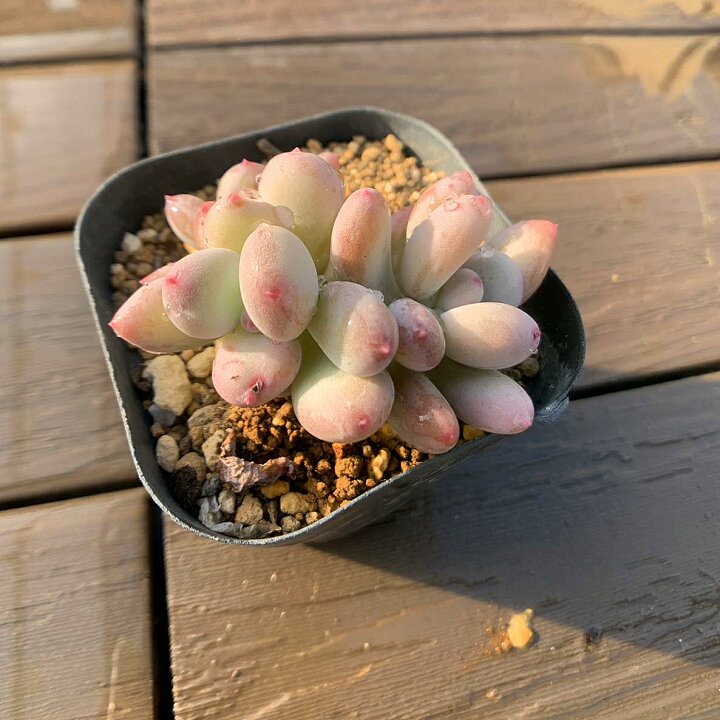 楽天市場】農園直売 多肉植物 寄せ植え パキフィツム属 アップルチーズ 