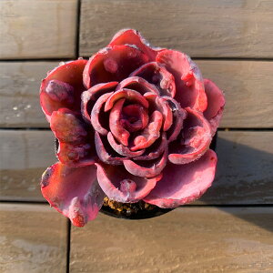 _ A ϗtA GPxA rZсiPj@Chbv iсj󏭕i@ CeA@VERVE