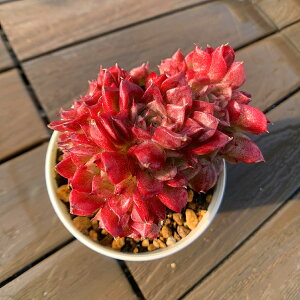 _ A 񂹐A GPxA@xjCt~SiQjEH[^[}[Nt c@c ϗtA CeA@VERVE