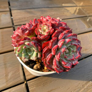 _ A 񂹐A GPxA POiQjϗtA CeA@VERVE